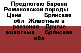 Предлогаю Барана Романовской породы  › Цена ­ 6 500 - Брянская обл. Животные и растения » Другие животные   . Брянская обл.